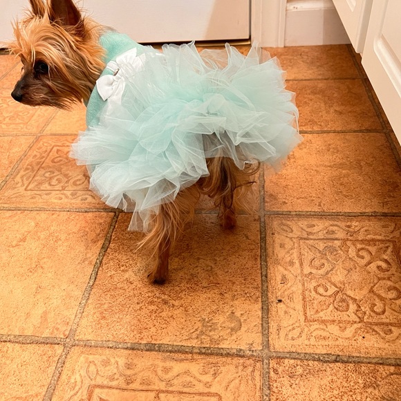 “Tiffanys-like” dress for your little fur baby - Picture 4 of 4